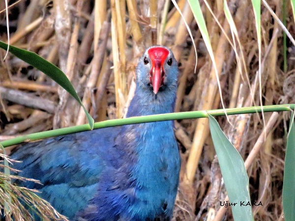 Foto - 10 farklı medeniyete ev sahipliği yapan şehir