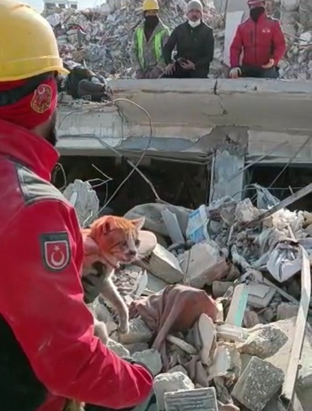 Foto - 10 gün sonra kurtuldu! Minik kedi yüzleri güldürdü