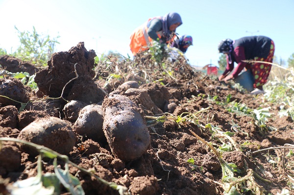 Foto - 10 kat daha besleyici! Rengiyle dikkat çeken bu sebze her derde deva