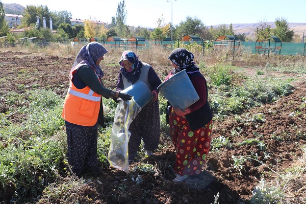 Foto - 10 kat daha besleyici! Rengiyle dikkat çeken bu sebze her derde deva