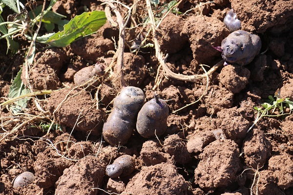 Foto - 10 kat daha besleyici! Rengiyle dikkat çeken bu sebze her derde deva