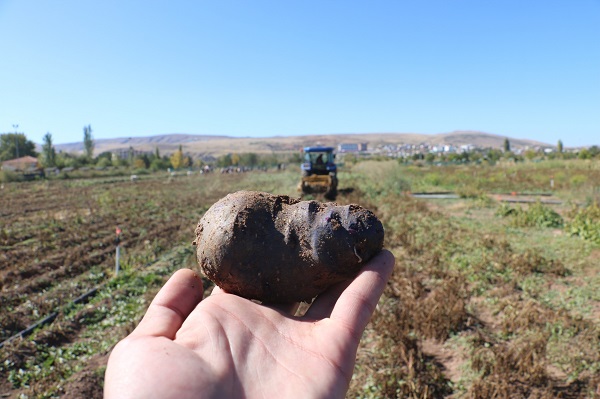 Foto - 10 kat daha besleyici! Rengiyle dikkat çeken bu sebze her derde deva