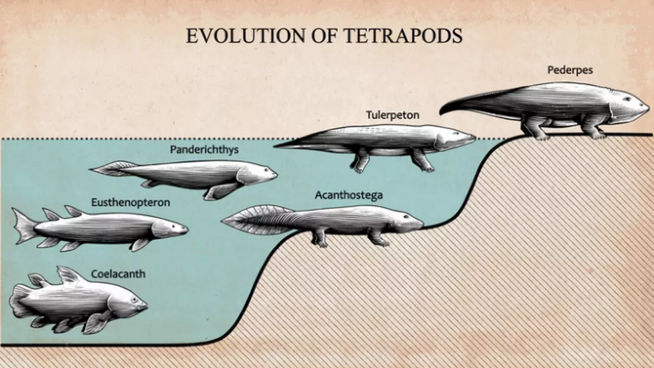 Foto - 10 milyon yıllık: Daha erken çıkmış olabilir! Karada izleri bulundu... Bu bir balık türü!