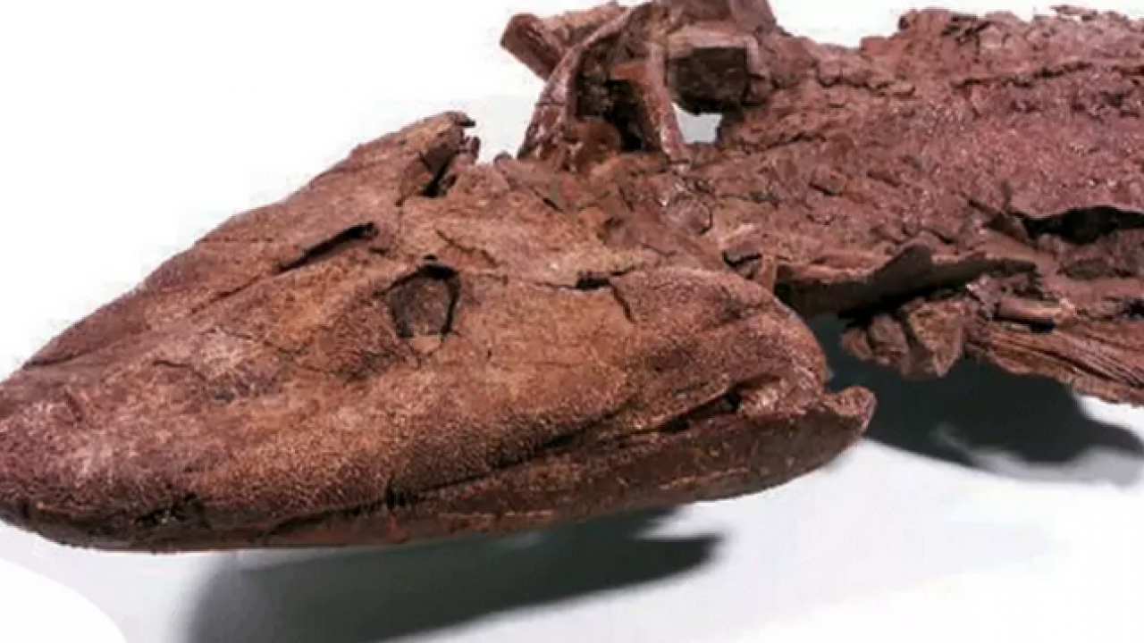 10 milyon yıllık: Daha erken çıkmış olabilir! Karada izleri bulundu... Bu bir balık türü!