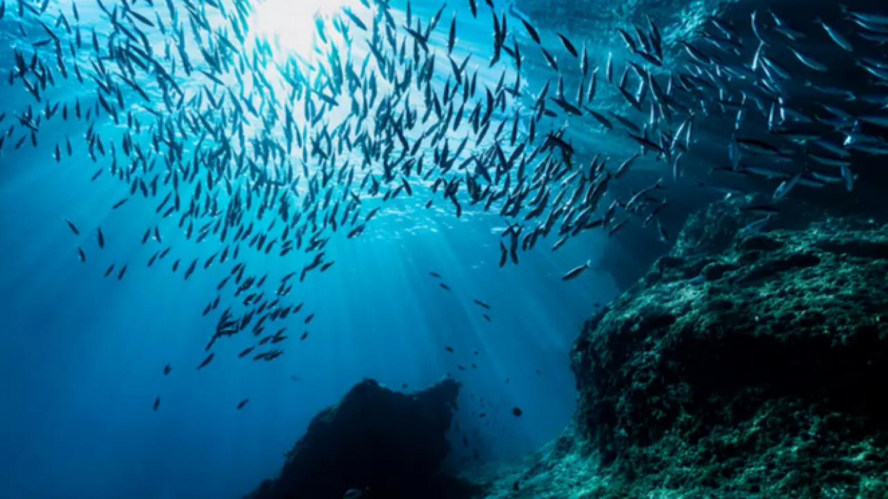 Foto - 10 milyon yıllık: Daha erken çıkmış olabilir! Karada izleri bulundu... Bu bir balık türü!