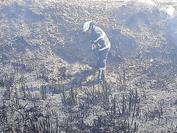 Foto - 10 yavru köpek çıkan yangında telef oldu!