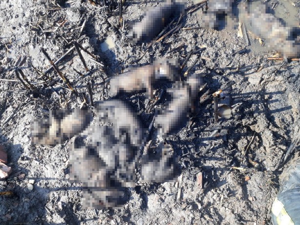 Foto - 10 yavru köpek çıkan yangında telef oldu!