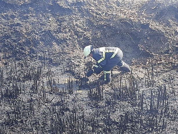 Foto - 10 yavru köpek çıkan yangında telef oldu!