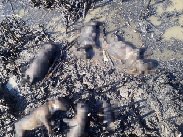 Foto - 10 yavru köpek çıkan yangında telef oldu!