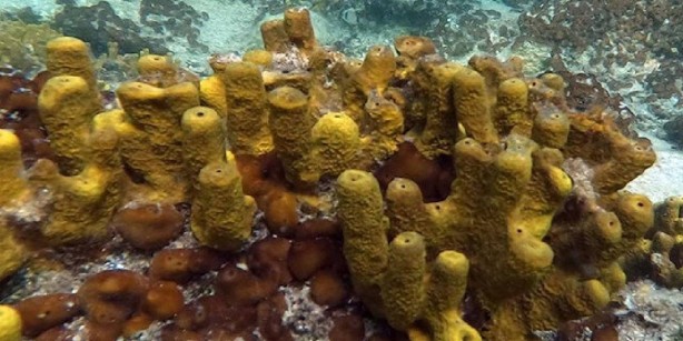 Foto - 10 yıl boyunca dayanıyor, denizin derinliklerinden çıkarılıyor! Al sana uzun vadeli yatırım! Kilosu tam 8 bin TL'den satılıyor