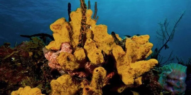 Foto - 10 yıl boyunca dayanıyor, denizin derinliklerinden çıkarılıyor! Al sana uzun vadeli yatırım! Kilosu tam 8 bin TL'den satılıyor