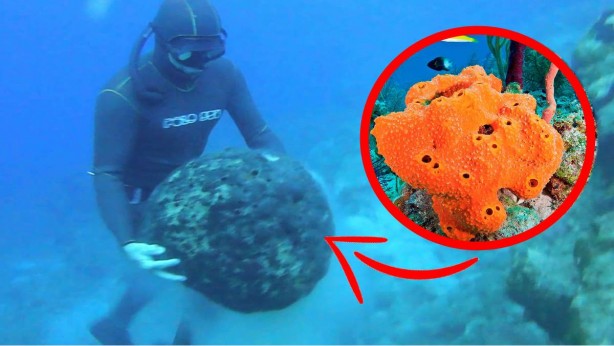 Foto - 10 yıl boyunca dayanıyor, denizin derinliklerinden çıkarılıyor! Al sana uzun vadeli yatırım! Kilosu tam 8 bin TL'den satılıyor