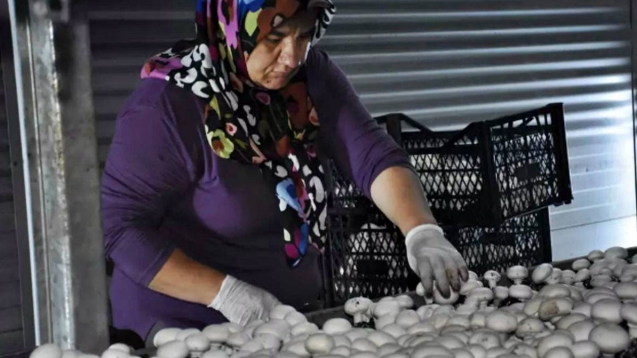 10 yılda kazanamadığını 1 yılda kazandı! Memurluğu bıraktı, şimdi kral