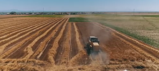 Foto - 10 yıldır böylesi görülmedi! Çiftçiler şaşkın