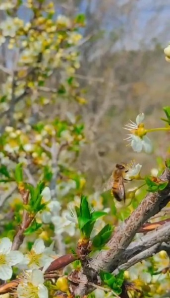 Foto - 10 yılın en verimsiz sezonu yaşandı
