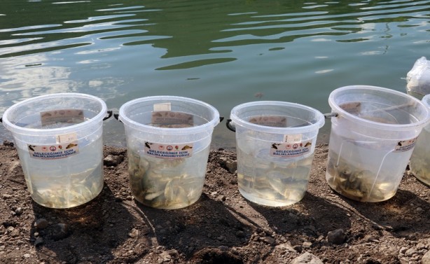 100 bin tane! Baraja bıraktılar