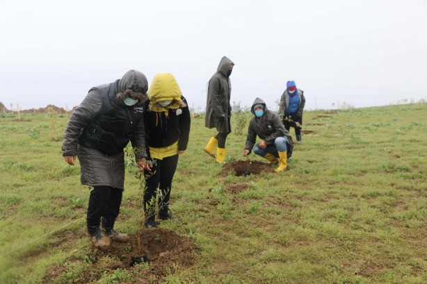 100 bin zeytin fidanı toprakla buluşturuldu