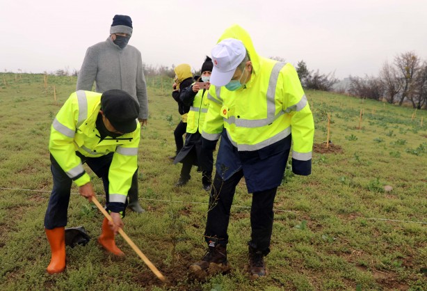 Foto - 100 bin zeytin fidanı toprakla buluşturuldu