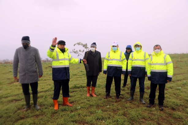 Foto - 100 bin zeytin fidanı toprakla buluşturuldu