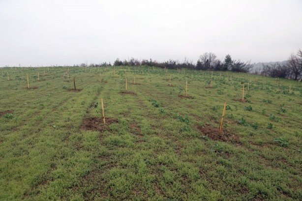 Foto - 100 bin zeytin fidanı toprakla buluşturuldu