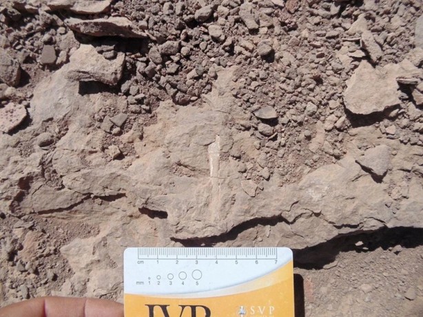 100 milyon yıllık! Şili'de heyecan verici keşif