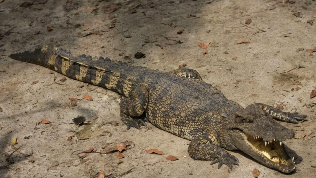 Foto - 100 ton timsah satışa çıktı, sebebi ise şaşırttı! Mahkeme bakın ne kadar istiyor