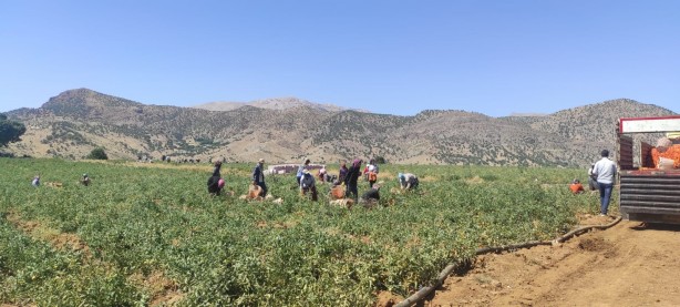 Foto - 100’den fazla ülkeye gidiyor! Deneme amaçlı yapıldı sonuç inanılmaz