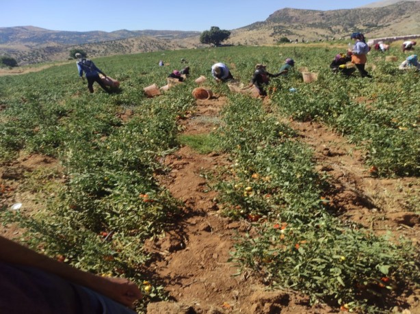 Foto - 100’den fazla ülkeye gidiyor! Deneme amaçlı yapıldı sonuç inanılmaz