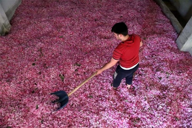 Foto - 11 aylık emeğin karşılığını 25 günde alıyorlar