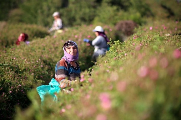 Foto - 11 aylık emeğin karşılığını 25 günde alıyorlar