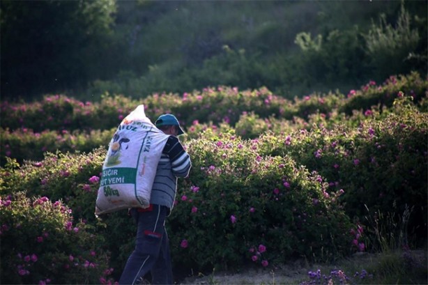 Foto - 11 aylık emeğin karşılığını 25 günde alıyorlar