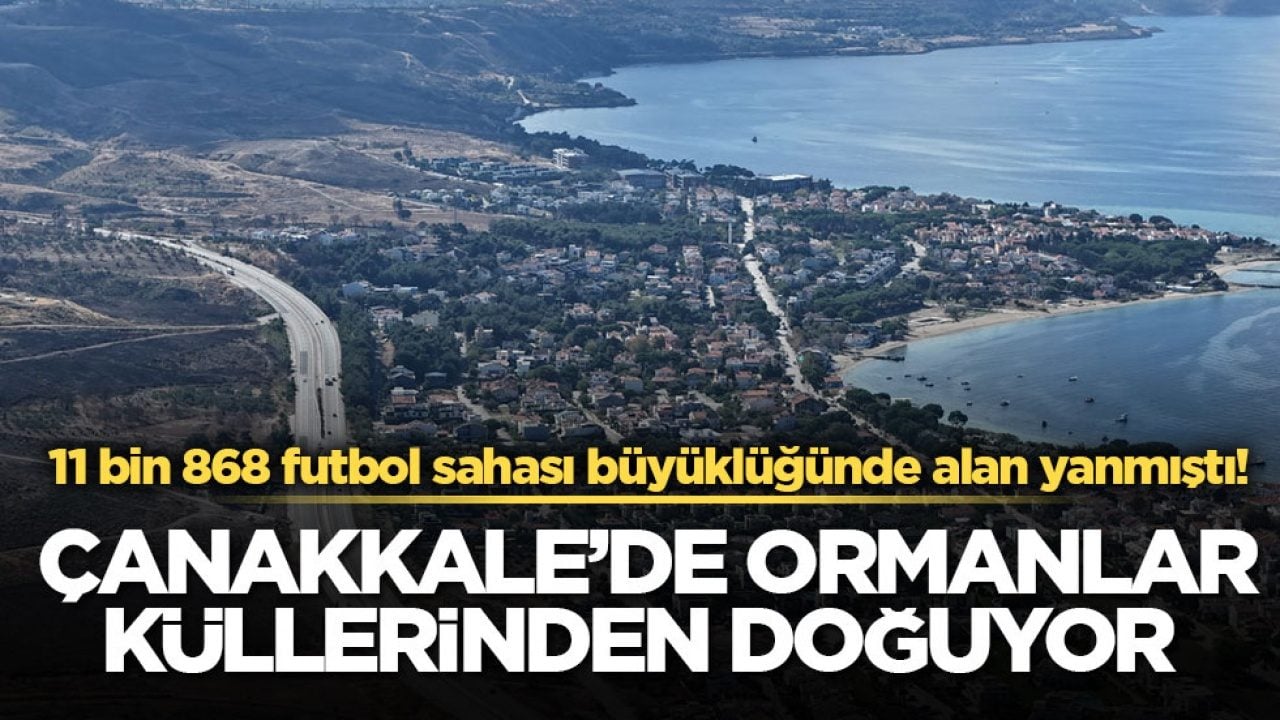 11 bin 868 futbol sahası büyüklüğünde alan yanmıştı! Çanakkale’de ormanlar küllerinden doğuyor 
