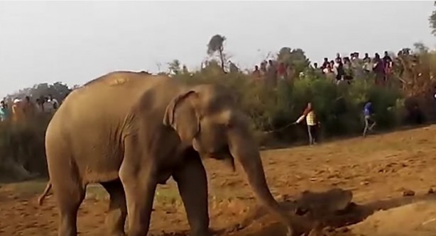 Foto - 11 saattir toprağı kazan filin çıkardığı şey tüm köyü şaşkına uğrattı! Böylesi beklenmiyordu