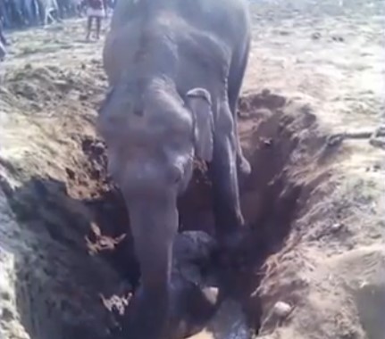 Foto - 11 saattir toprağı kazan filin çıkardığı şey tüm köyü şaşkına uğrattı! Böylesi beklenmiyordu