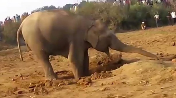 Foto - 11 saattir toprağı kazan filin çıkardığı şey tüm köyü şaşkına uğrattı! Böylesi beklenmiyordu