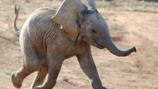 Foto - 11 saattir toprağı kazan filin çıkardığı şey tüm köyü şaşkına uğrattı! Böylesi beklenmiyordu