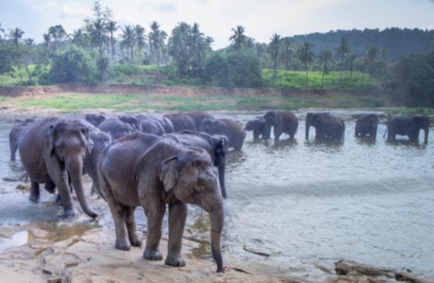 Foto - 11 saattir toprağı kazan filin çıkardığı şey tüm köyü şaşkına uğrattı! Böylesi beklenmiyordu