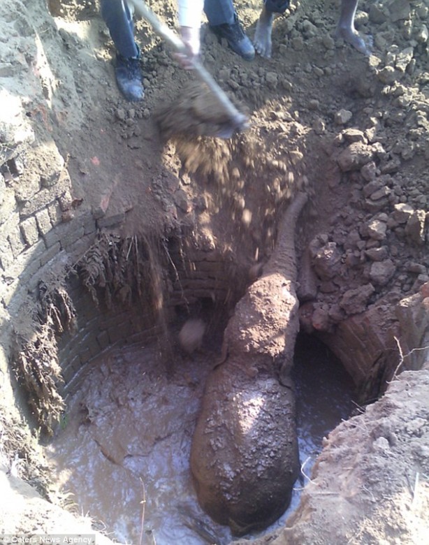 Foto - 11 saattir toprağı kazan filin çıkardığı şey tüm köyü şaşkına uğrattı! Böylesi beklenmiyordu