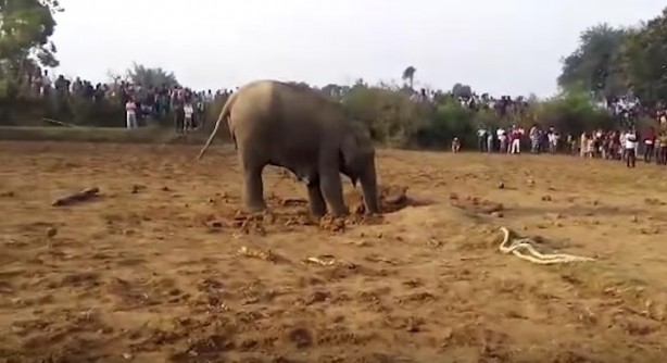 Foto - 11 saattir toprağı kazan filin çıkardığı şey tüm köyü şaşkına uğrattı! Böylesi beklenmiyordu