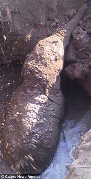 Foto - 11 saattir toprağı kazan filin çıkardığı şey tüm köyü şaşkına uğrattı! Böylesi beklenmiyordu