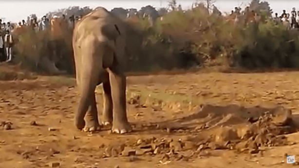 Foto - 11 saattir toprağı kazan filin çıkardığı şey tüm köyü şaşkına uğrattı! Böylesi beklenmiyordu