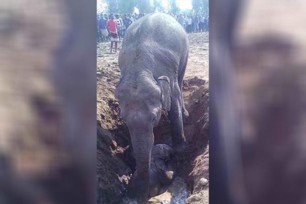 Foto - 11 saattir toprağı kazan filin çıkardığı şey tüm köyü şaşkına uğrattı! Böylesi beklenmiyordu