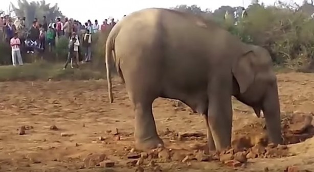 Foto - 11 saattir toprağı kazan filin çıkardığı şey tüm köyü şaşkına uğrattı! Böylesi beklenmiyordu