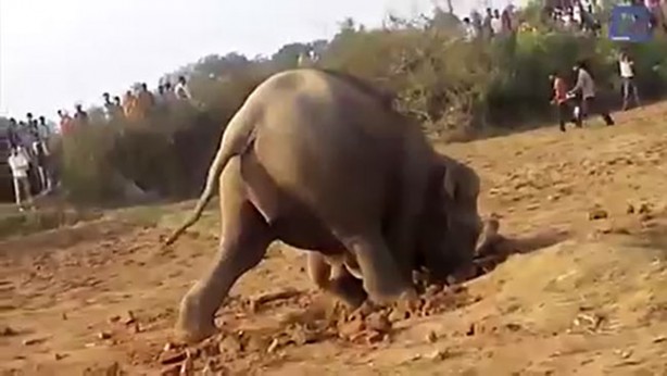 Foto - 11 saattir toprağı kazan filin çıkardığı şey tüm köyü şaşkına uğrattı! Böylesi beklenmiyordu