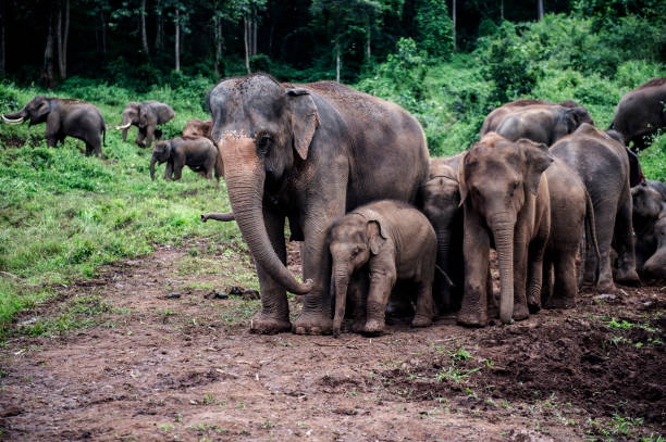 Foto - 11 saattir toprağı kazan filin çıkardığı şey tüm köyü şaşkına uğrattı! Böylesi beklenmiyordu