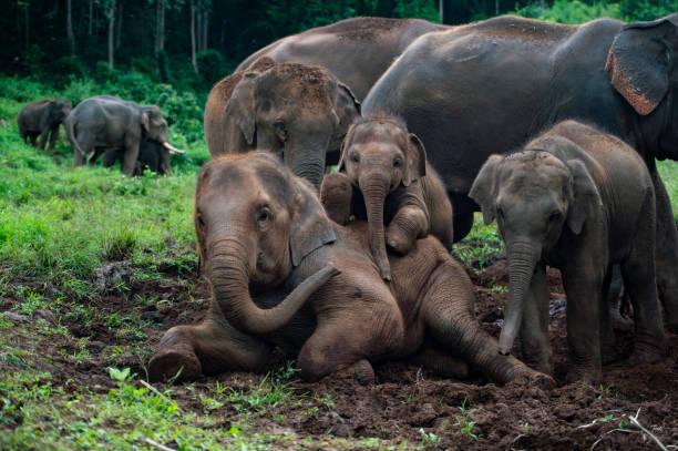 Foto - 11 saattir toprağı kazan filin çıkardığı şey tüm köyü şaşkına uğrattı! Böylesi beklenmiyordu