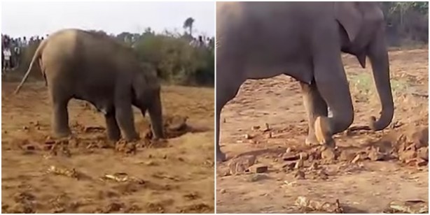 11 saattir toprağı kazan filin çıkardığı şey tüm köyü şaşkına uğrattı! Böylesi beklenmiyordu