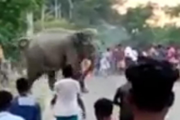 Foto - 11 saattir toprağı kazan filin çıkardığı şey tüm köyü şaşkına uğrattı! Böylesi beklenmiyordu