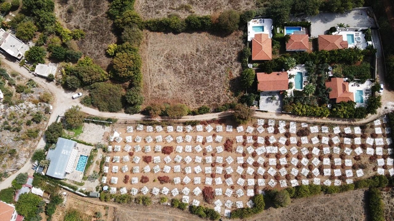 Foto - 11 yıl önce dikilen ağaçlar ilk ürünlerini vermeye başladı! Sakız üretimi yeniden canlanıyor