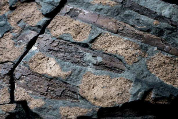 Foto - 110 milyon senelik 'ejderha' bulundu